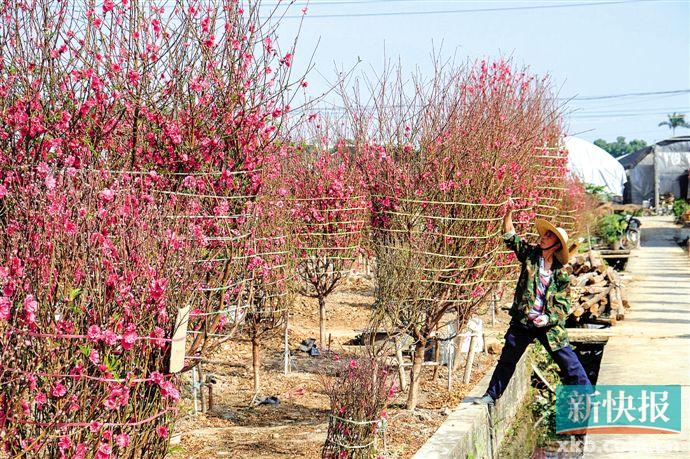 广州今年天暖桃花早开 价格或上涨两三成