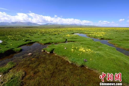 资料图为祁连山沼泽湿地。祁连山国家公园青海省管理局供图