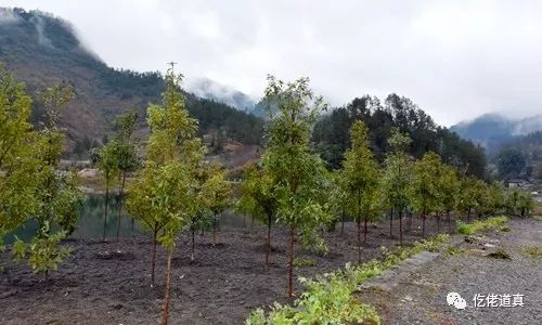 春寒料峭植树忙|道真开展春季义务植树活动