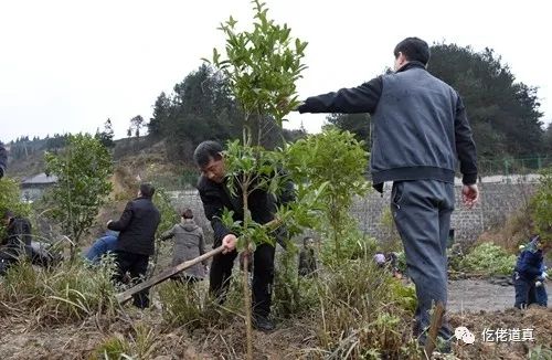 春寒料峭植树忙|道真开展春季义务植树活动