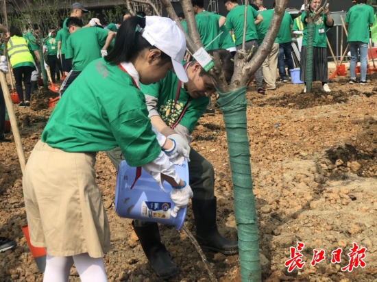 明年春，到长江新城江滩公园去看樱花