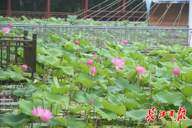 荷香盈校园丨图集