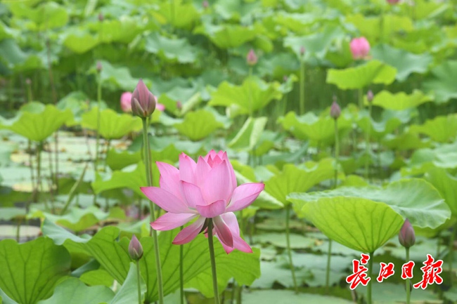 荷香盈校园丨图集