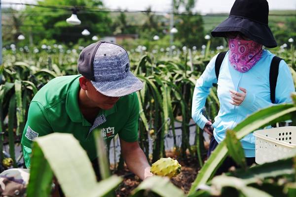 三亞新增熱帶水果新品燕窩果首批果實正式上市