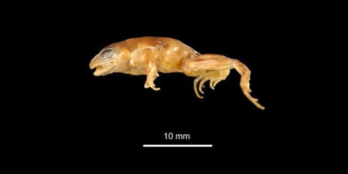 科学家手机应用FrogID发现极为罕见蛙类“froglet”