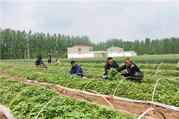 亳州谯城区张店乡：贫困户家门口就业助力脱贫致富