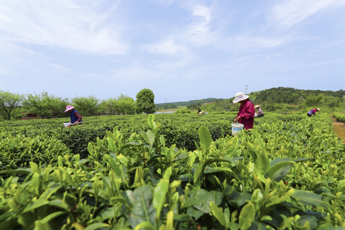 清明时节农事忙