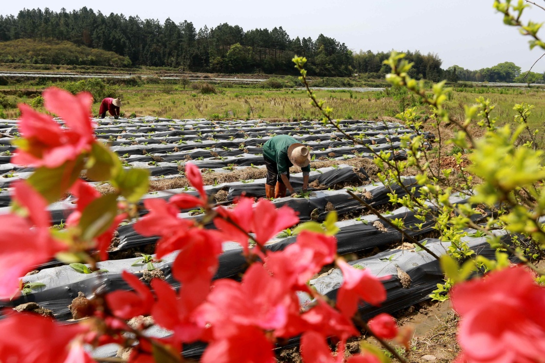 清明时节农事忙