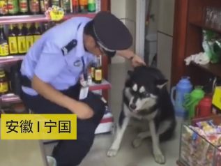 天太热阿拉斯加犬超市蹭空调 警察蜀黍用火腿肠搞定